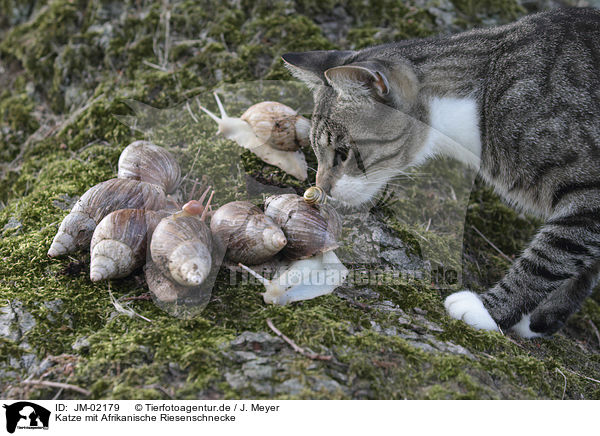 Katze mit Afrikanische Riesenschnecke / JM-02179