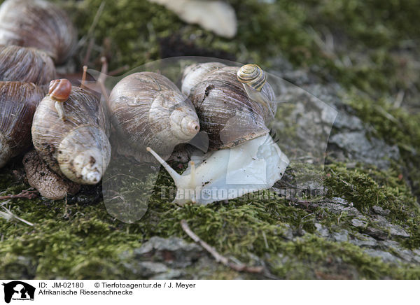 Afrikanische Riesenschnecke / JM-02180