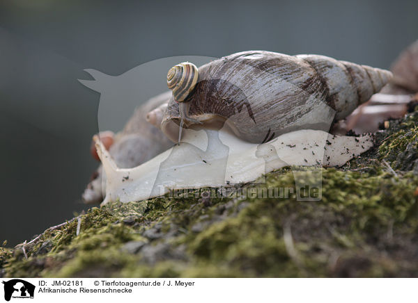 Afrikanische Riesenschnecke / African giant snail / JM-02181