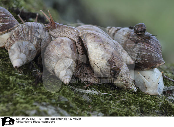 Afrikanische Riesenschnecke / African giant snail / JM-02183