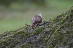 Afrikanische Riesenschnecke