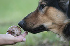 Hund mit Afrikanische Riesenschnecke