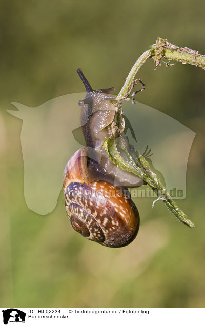 Bnderschnecke / HJ-02234