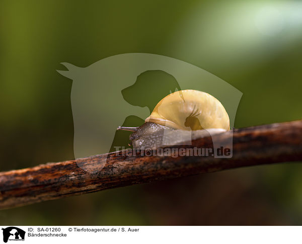 Bnderschnecke / SA-01260