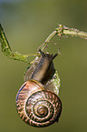 Bnderschnecke