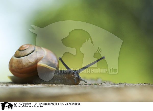 Garten-Bnderschnecke / Smaller Banded Snail / KB-01870
