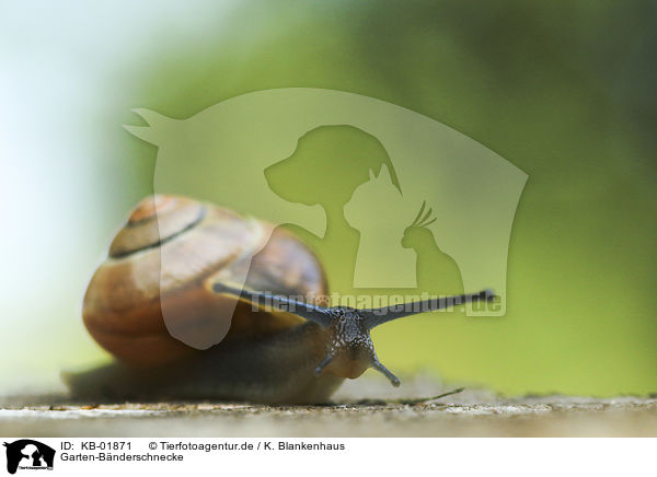 Garten-Bnderschnecke / Smaller Banded Snail / KB-01871