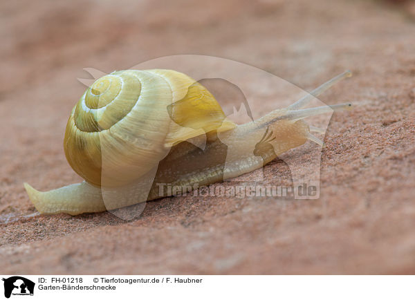 Garten-Bnderschnecke / FH-01218