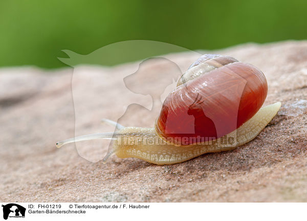 Garten-Bnderschnecke / FH-01219