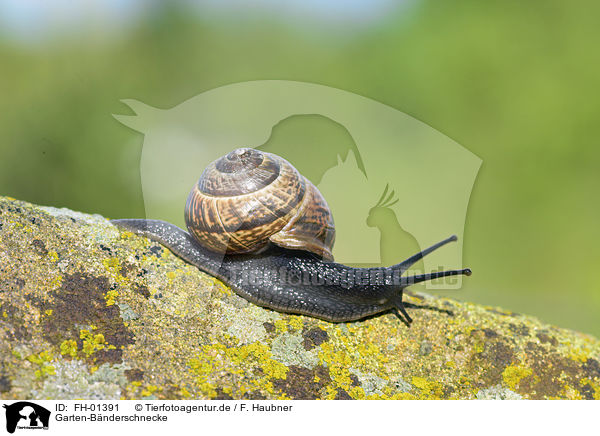 Garten-Bnderschnecke / FH-01391