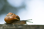 Garten-Bnderschnecke