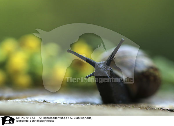 Gefleckte Schnirkelschnecke / Orchard Snail / KB-01872