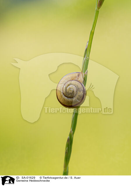 Gemeine Heideschnecke / SA-01629