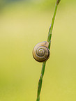 Gemeine Heideschnecke