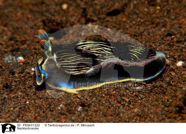 Nacktschnecke / nudibranch / PEM-01322