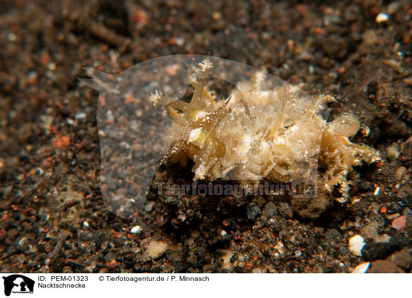 Nacktschnecke / nudibranch / PEM-01323