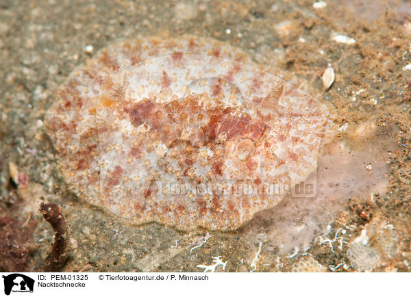 Nacktschnecke / PEM-01325