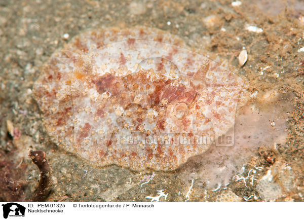 Nacktschnecke / nudibranch / PEM-01325