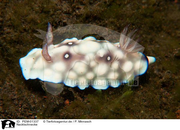 Nacktschnecke / nudibranch / PEM-01337