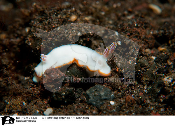 Nacktschnecke / nudibranch / PEM-01338