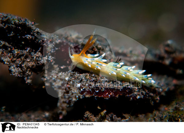 Nacktschnecke / nudibranch / PEM-01345