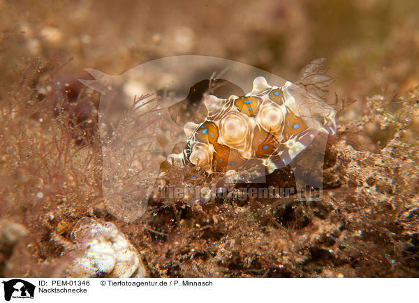 Nacktschnecke / nudibranch / PEM-01346