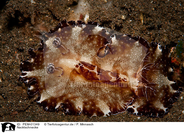 Nacktschnecke / nudibranch / PEM-01349