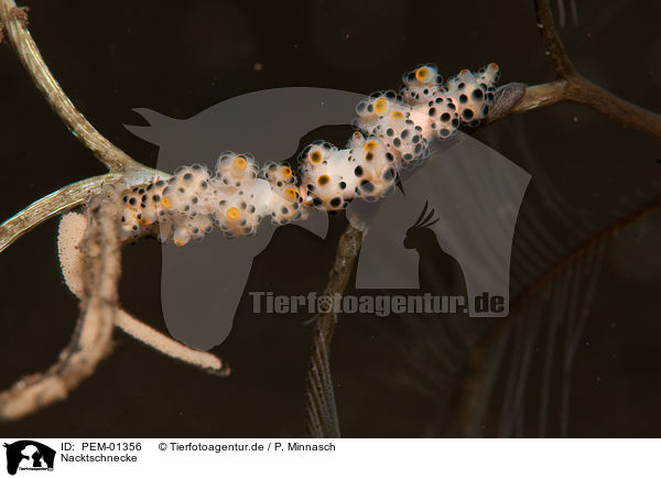 Nacktschnecke / nudibranch / PEM-01356