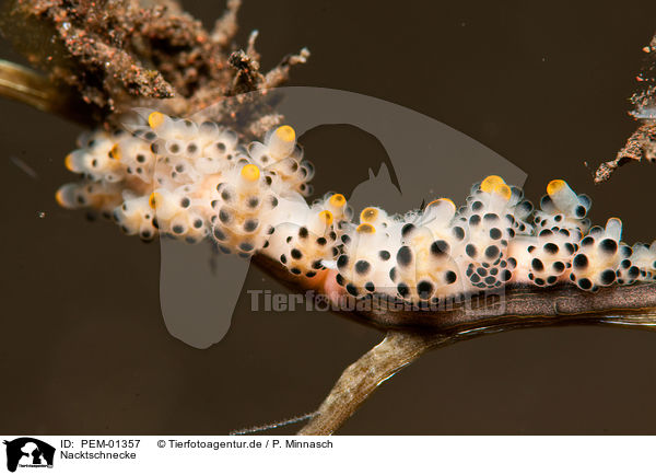 Nacktschnecke / nudibranch / PEM-01357