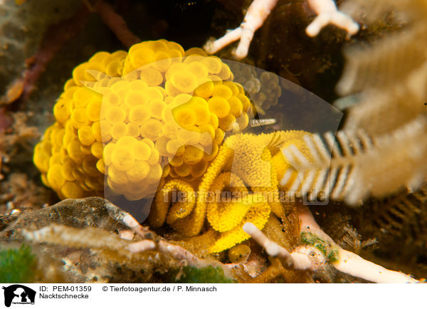 Nacktschnecke / nudibranch / PEM-01359