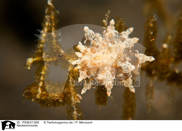 Nacktschnecke / nudibranch / PEM-01366