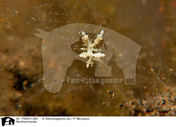 Nacktschnecke / nudibranch / PEM-01369