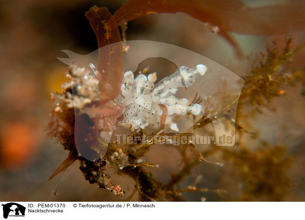 Nacktschnecke / nudibranch / PEM-01370