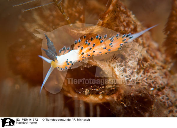 Nacktschnecke / nudibranch / PEM-01372