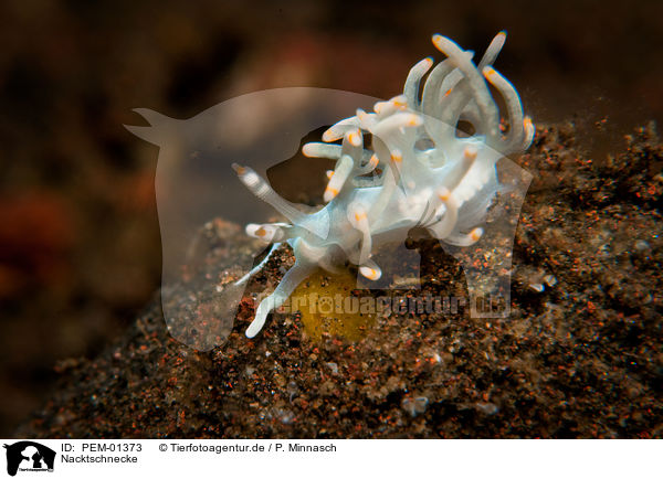 Nacktschnecke / nudibranch / PEM-01373