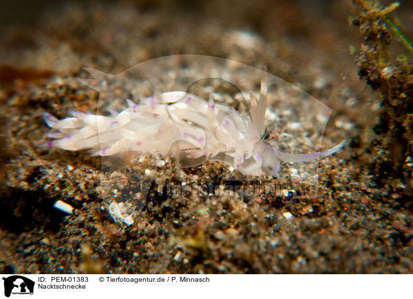 Nacktschnecke / nudibranch / PEM-01383