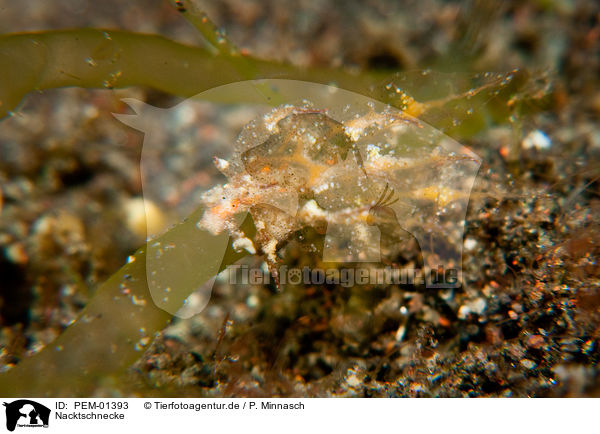 Nacktschnecke / nudibranch / PEM-01393