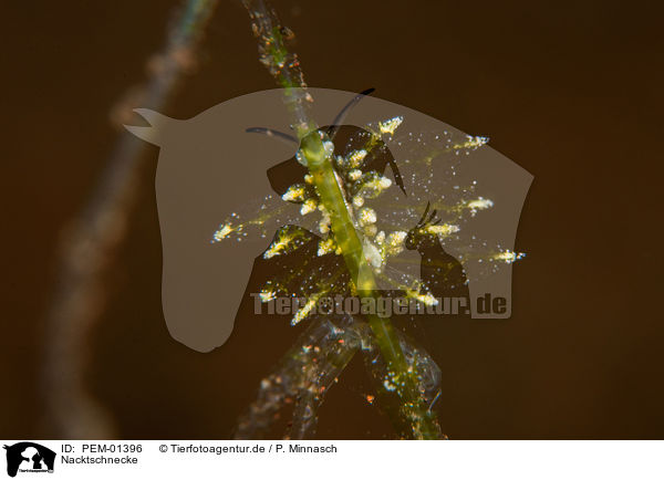 Nacktschnecke / nudibranch / PEM-01396