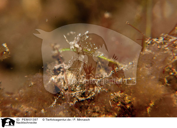 Nacktschnecke / nudibranch / PEM-01397