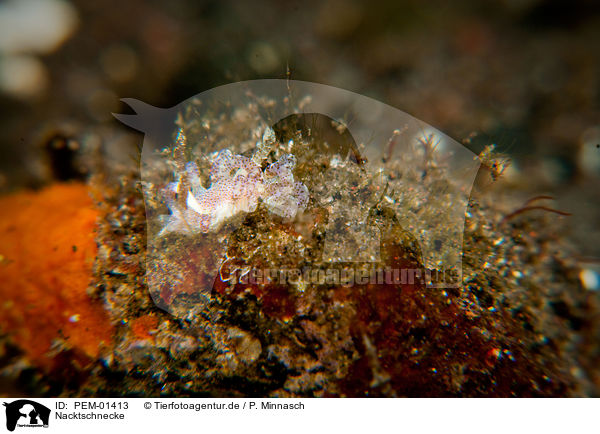 Nacktschnecke / nudibranch / PEM-01413