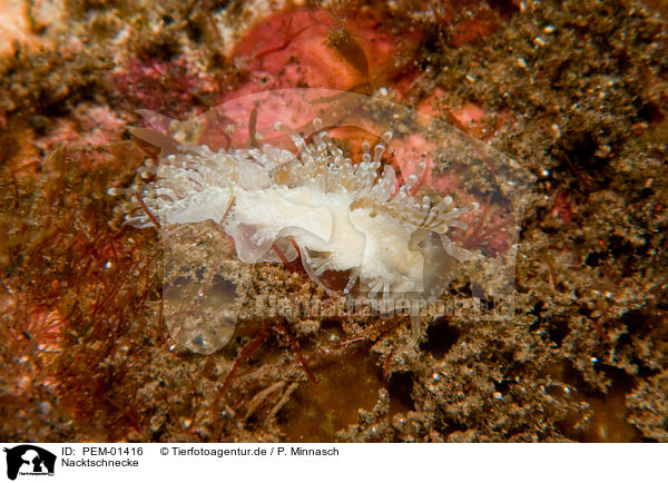 Nacktschnecke / nudibranch / PEM-01416