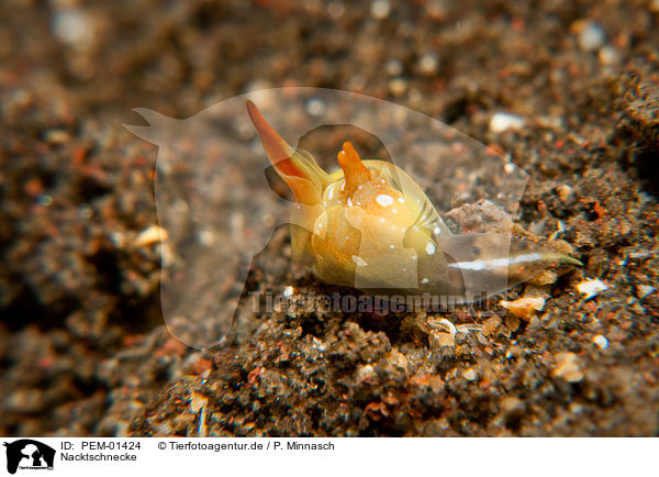 Nacktschnecke / nudibranch / PEM-01424