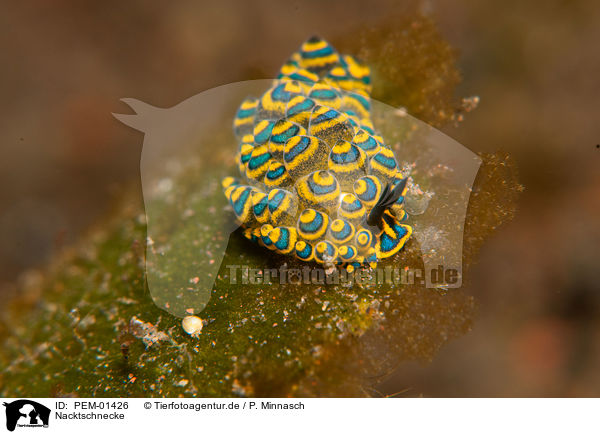 Nacktschnecke / nudibranch / PEM-01426