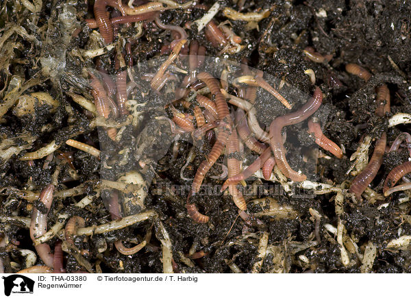 Regenwrmer / earthworms / THA-03380