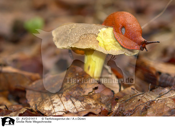 Groe Rote Wegschnecke / red slug / AVD-01411