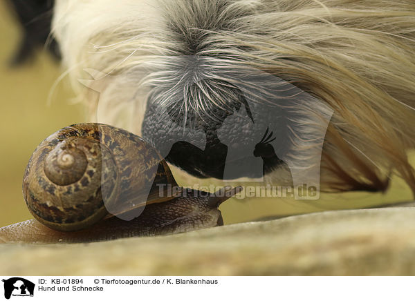 Hund und Schnecke / Dog and Snail / KB-01894