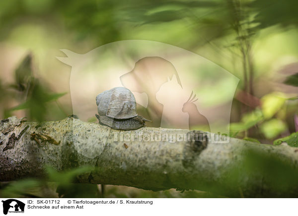 Schnecke auf einem Ast / Snail on a branch / SK-01712
