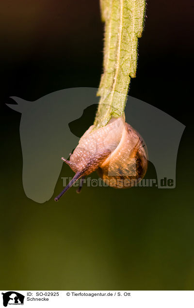 Schnecke / snail / SO-02925