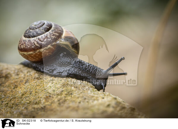 Schnecke / snail / SK-02318