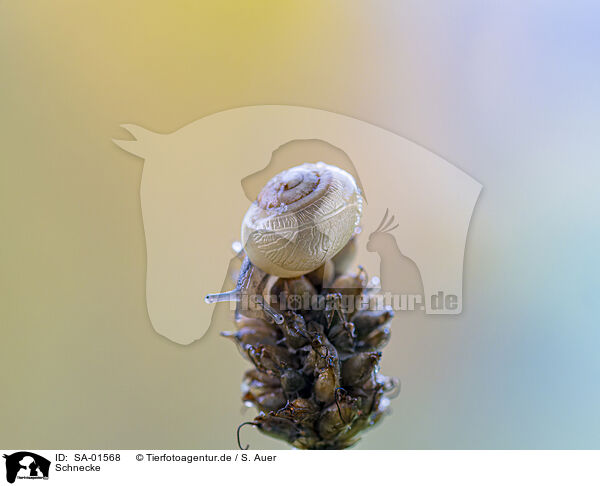 Schnecke / snail / SA-01568